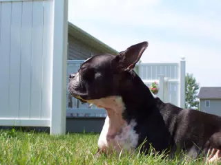 Oreo in Backyard of Geneseo Townhouse