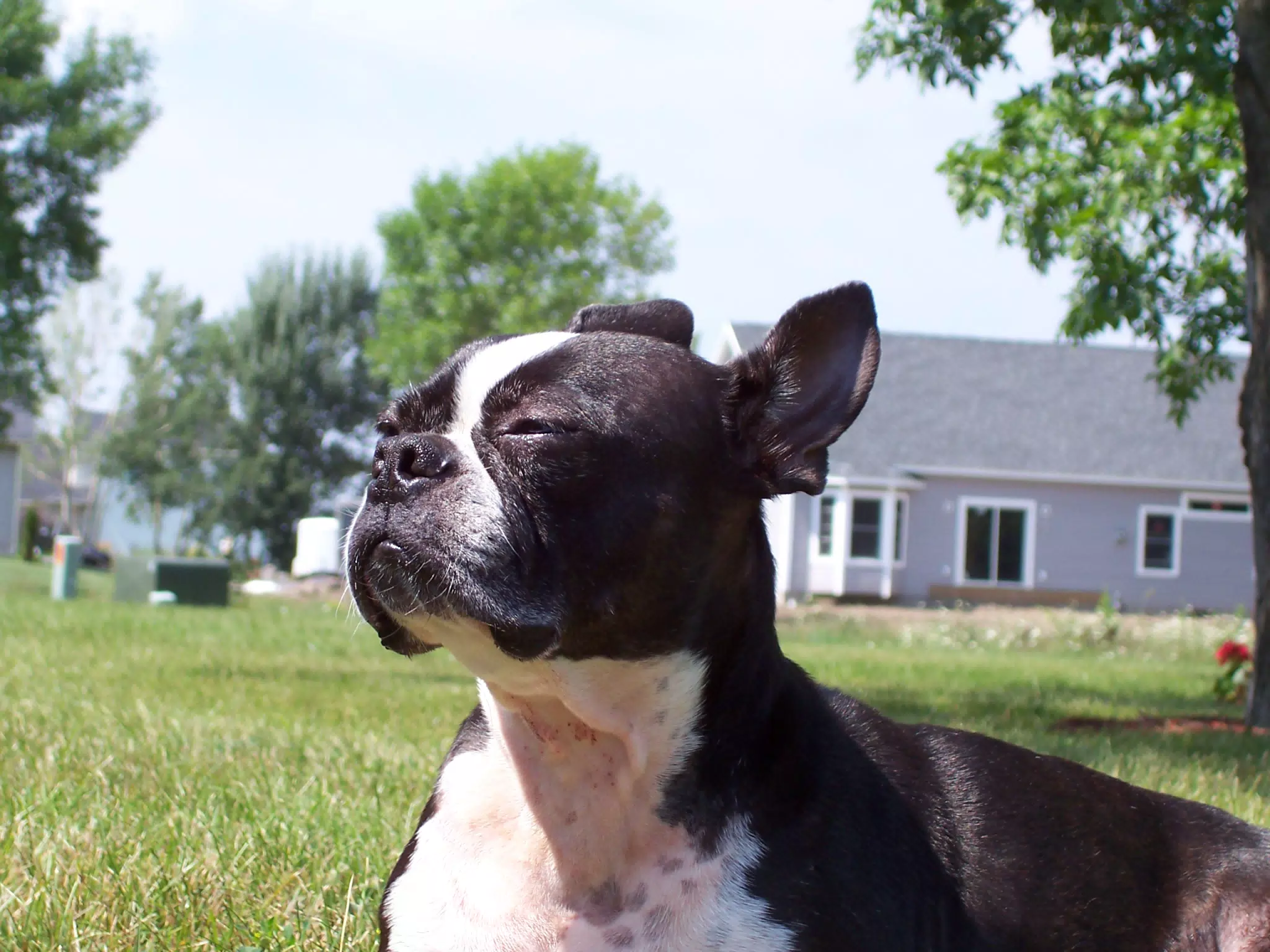 Oreo in Backyard of Geneseo Townhouse
