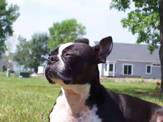 Oreo in Backyard of Geneseo Townhouse