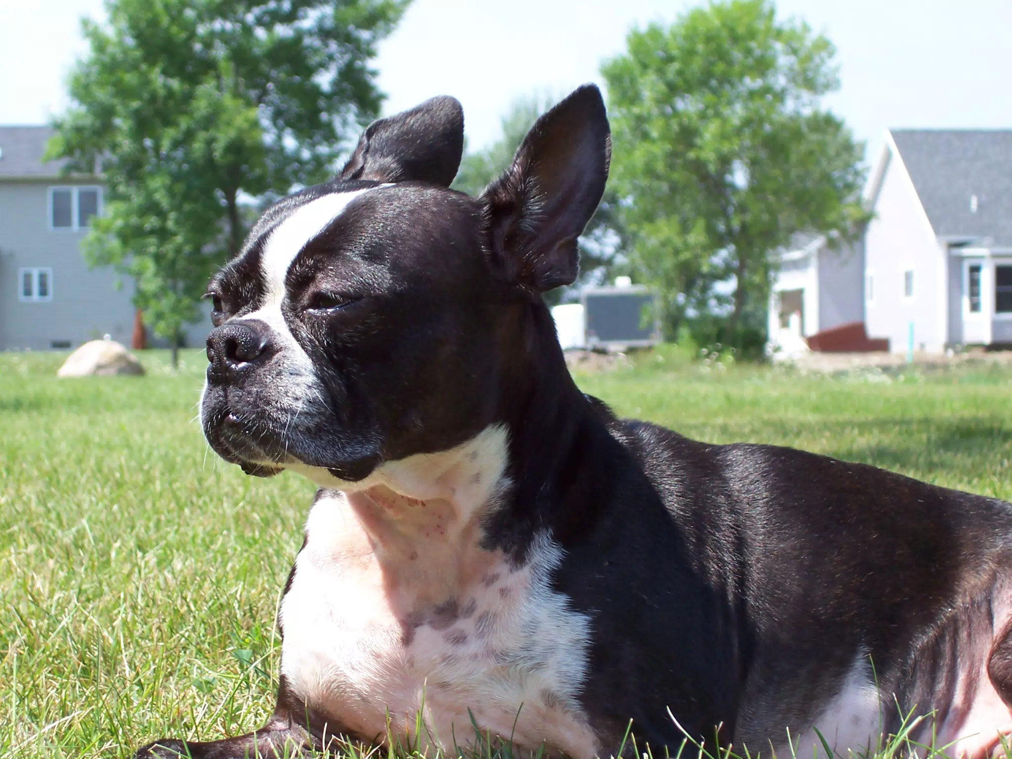 Oreo in Backyard of Geneseo Townhouse