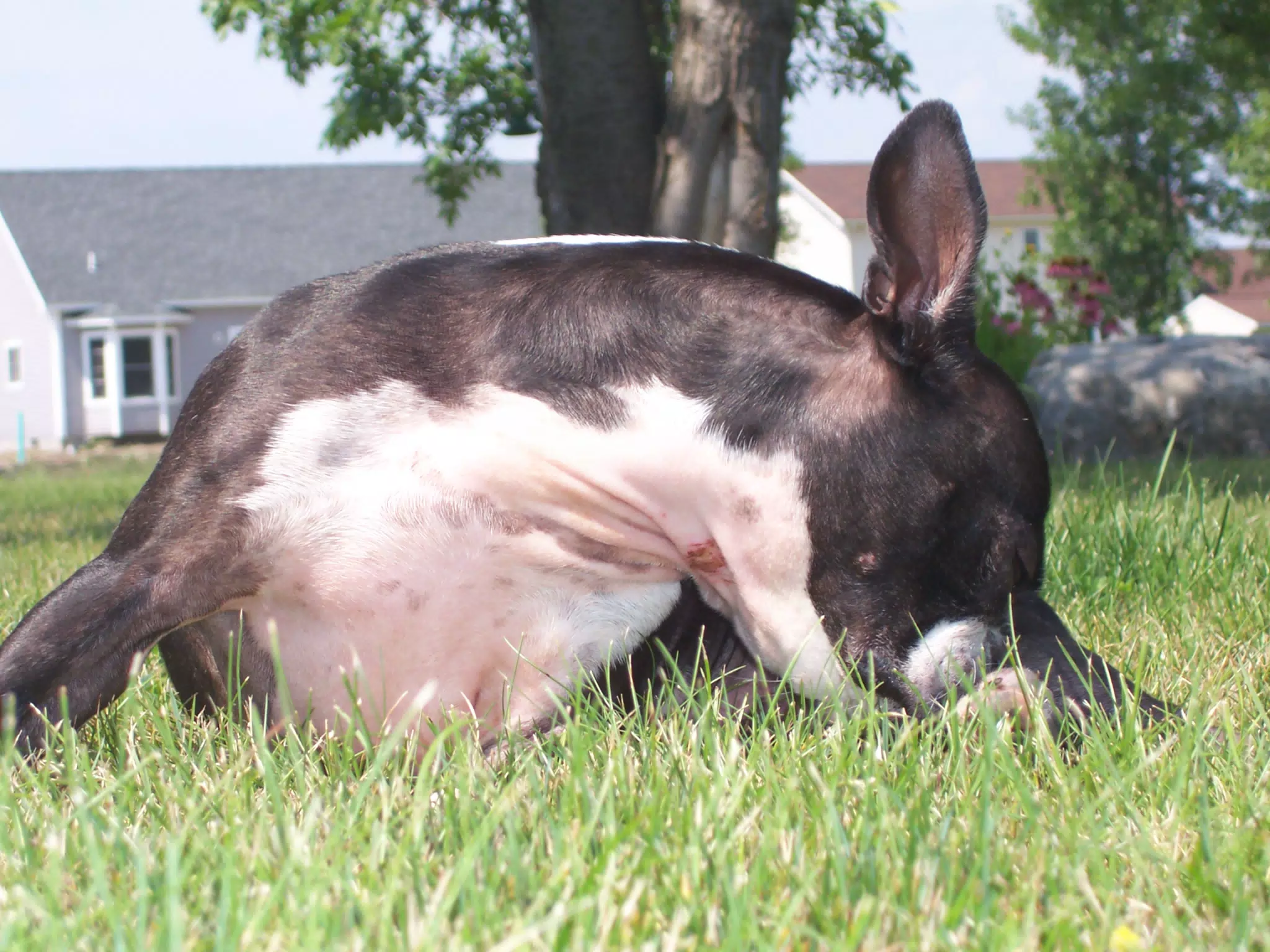 Oreo in Backyard of Geneseo Townhouse