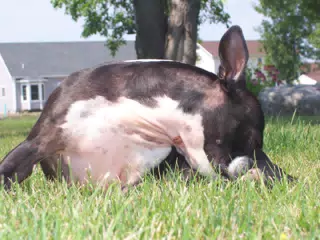 Oreo in Backyard of Geneseo Townhouse