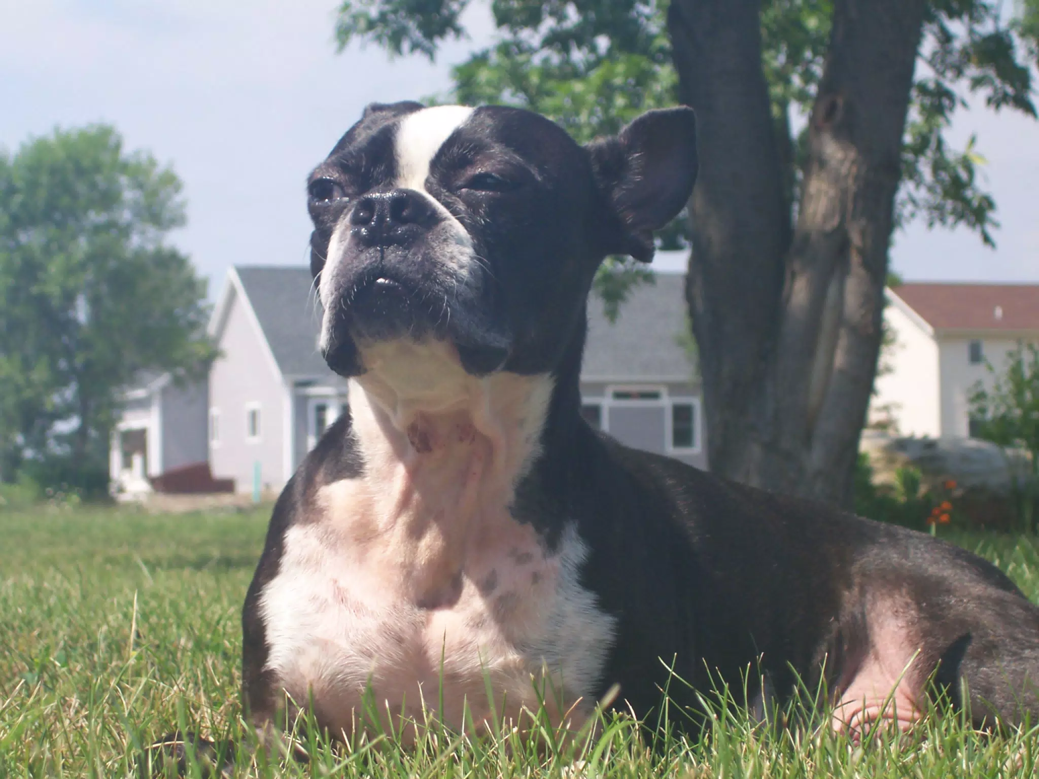 Oreo in Backyard of Geneseo Townhouse