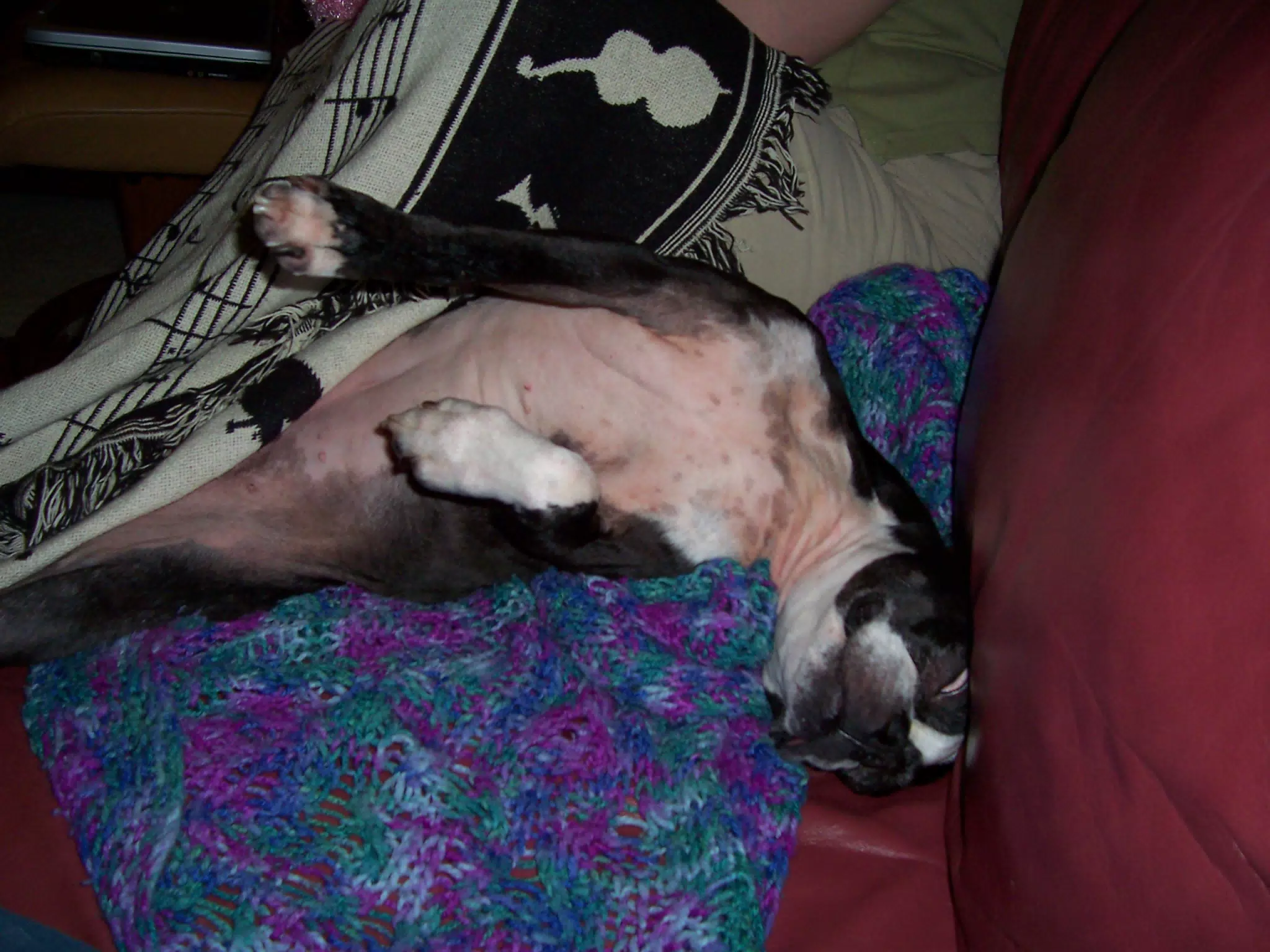 Oreo on Couch