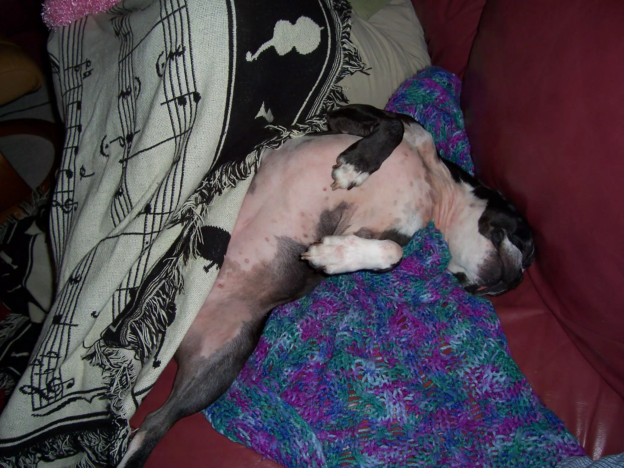 Oreo on Couch
