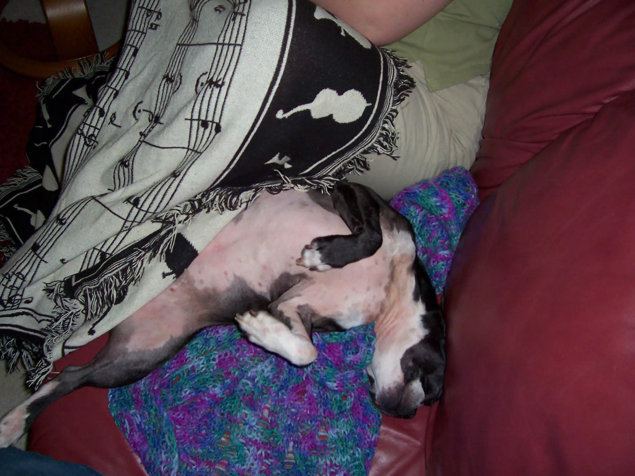 Oreo on Couch