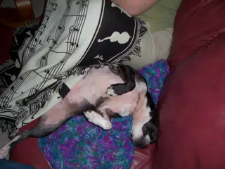 Oreo on Couch