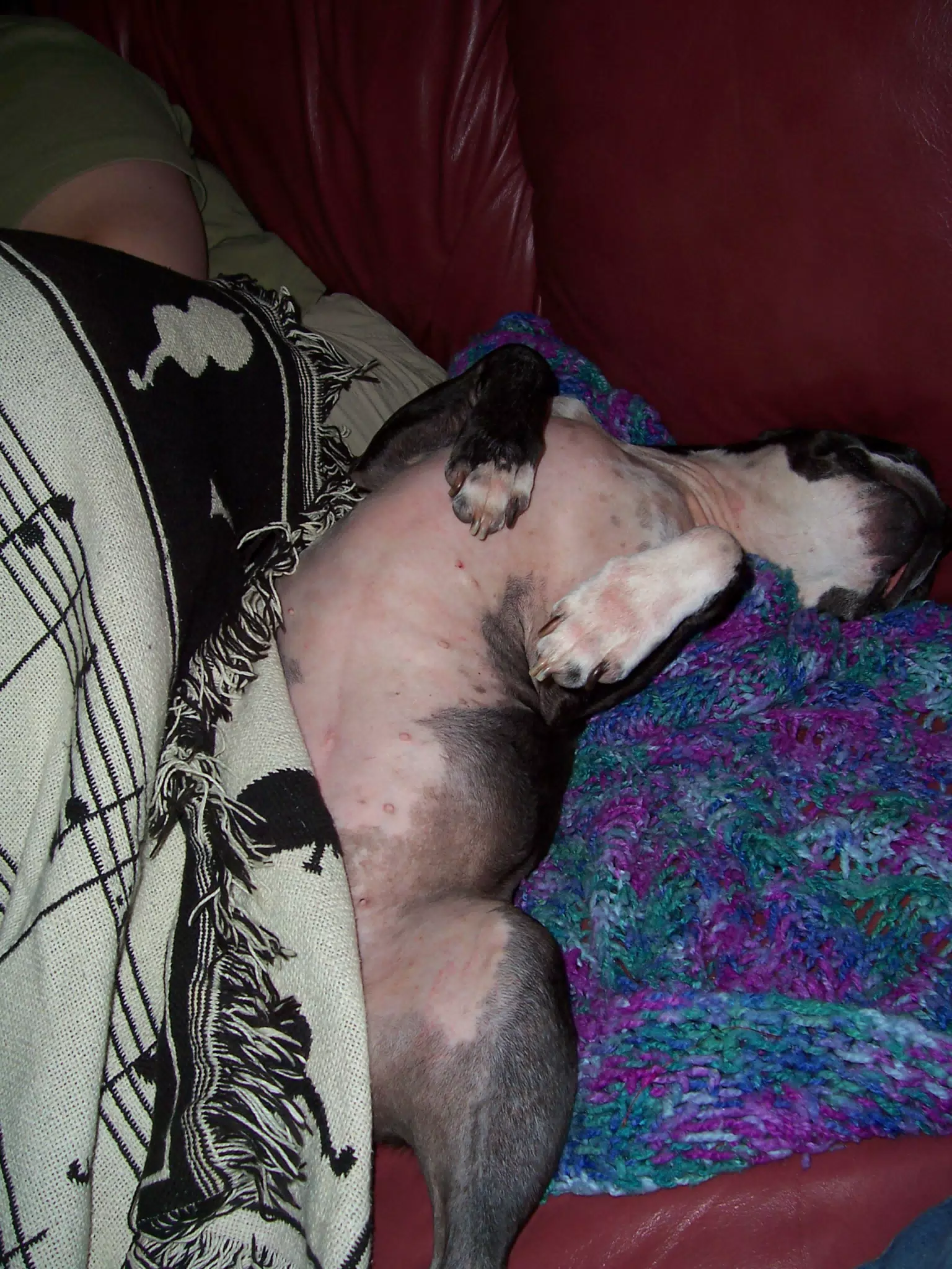 Oreo on Couch