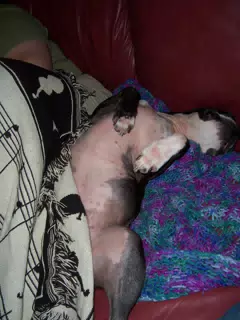 Oreo on Couch