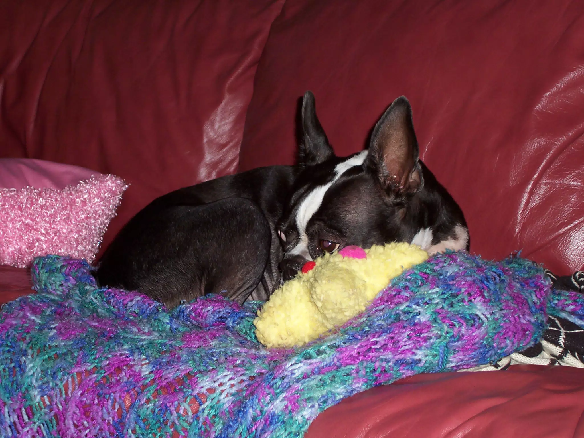Oreo on Couch