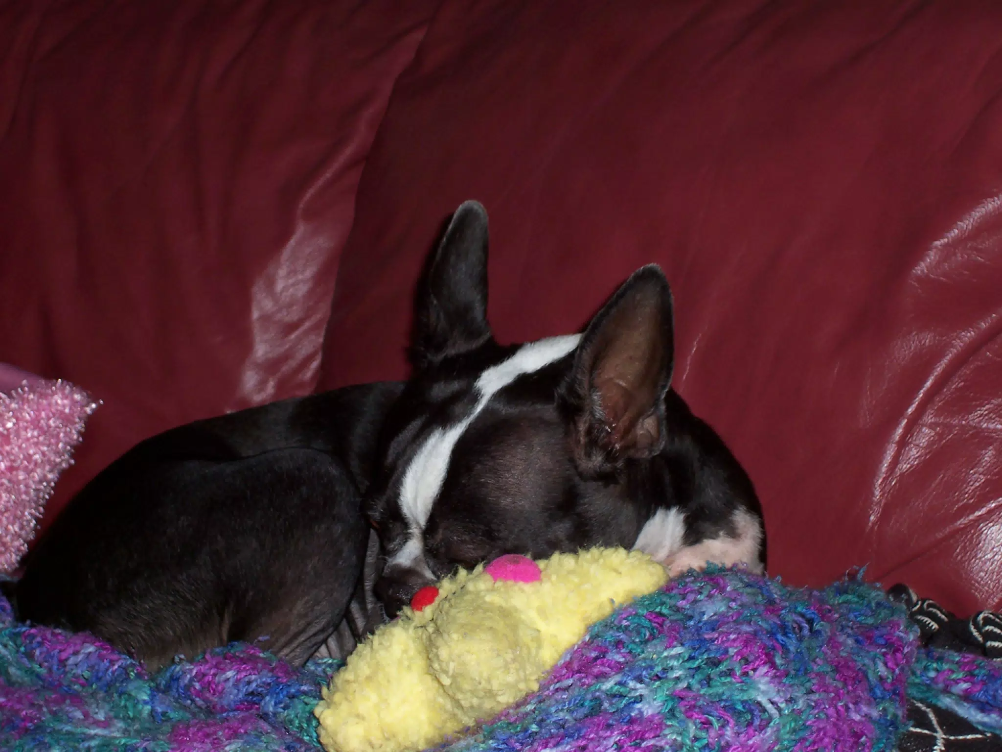 Oreo on Couch