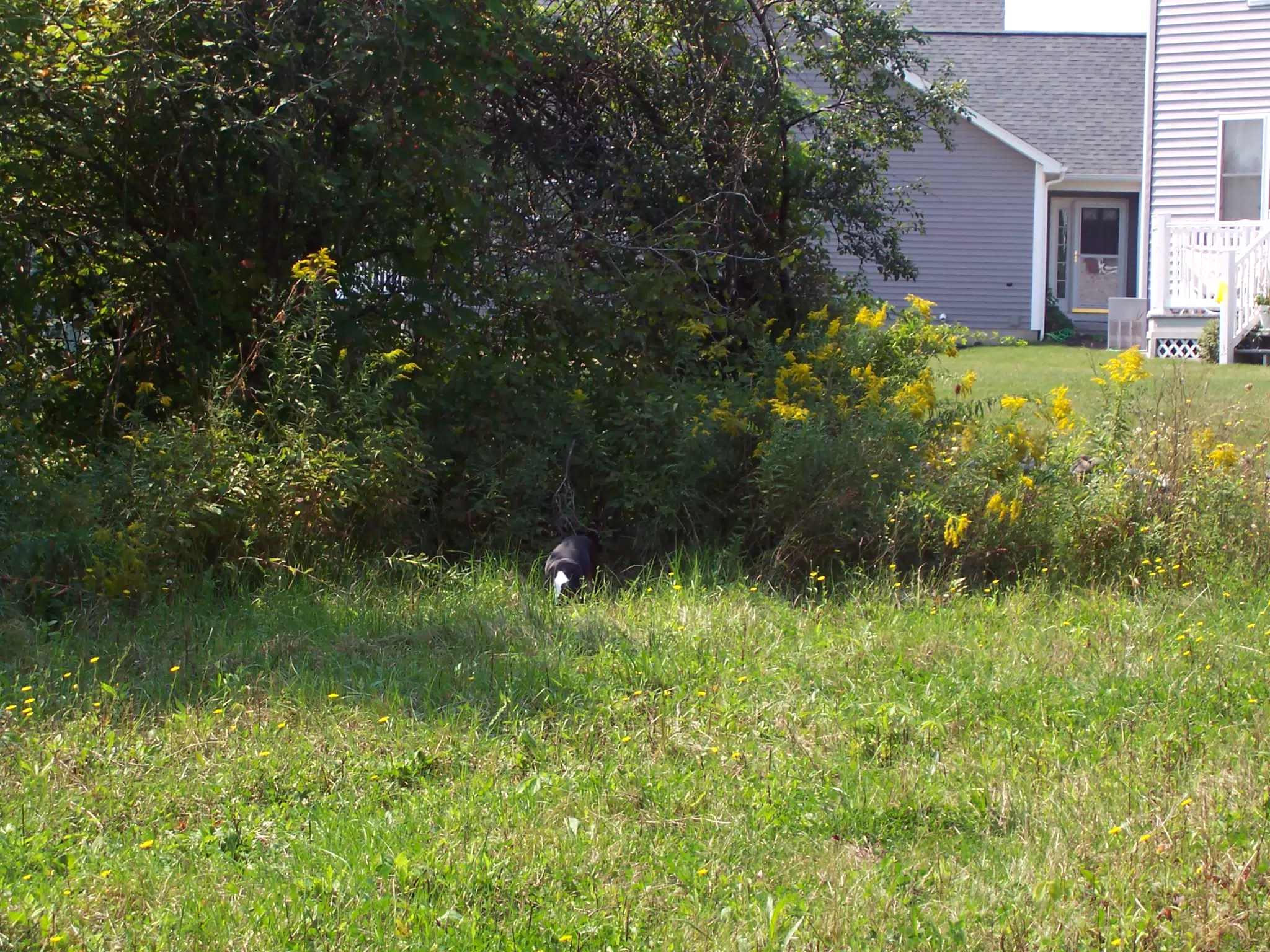 Oreo in Weeds Behind Geneseo Townhouse