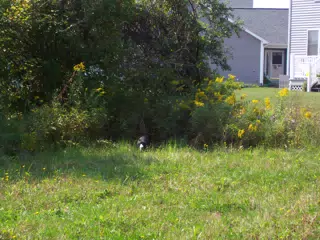 Oreo in Weeds Behind Geneseo Townhouse