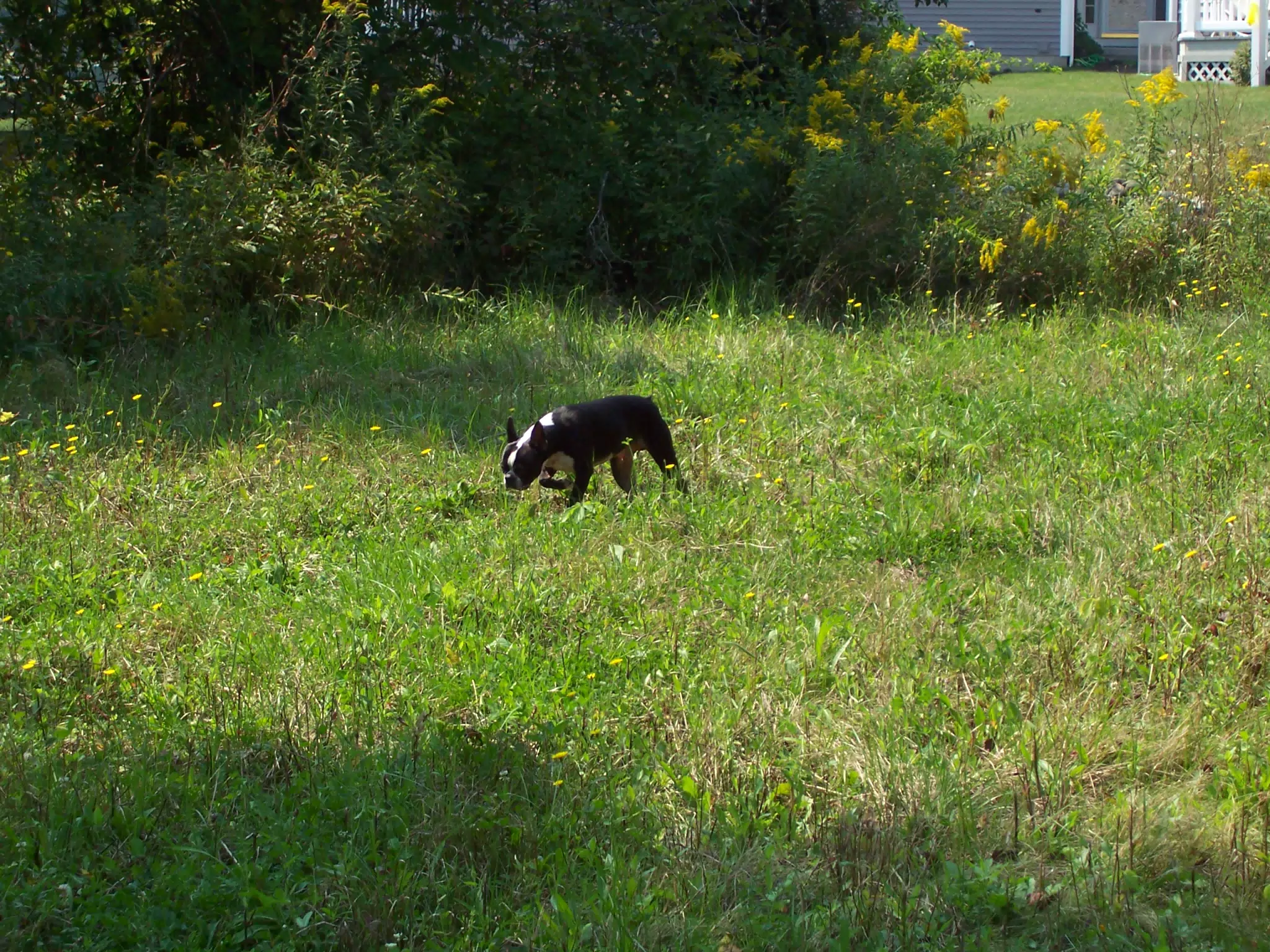 Oreo in Weeds Behind Geneseo Townhouse