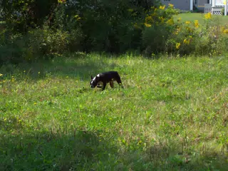 Oreo in Weeds Behind Geneseo Townhouse