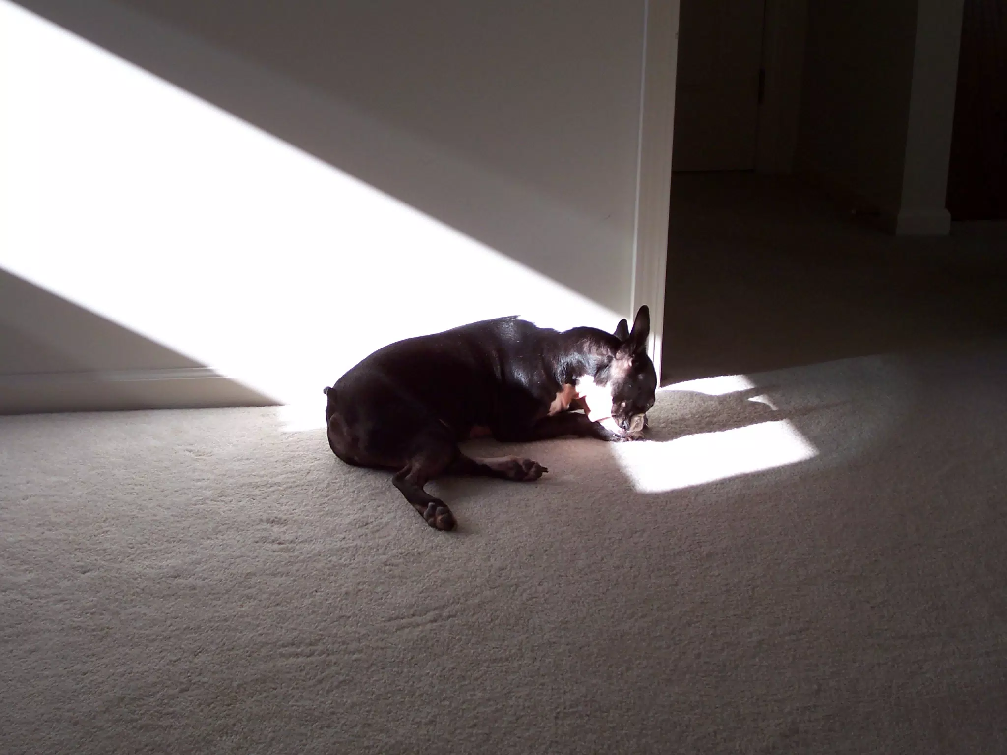 Oreo Enjoying Sunlight in Geneseo