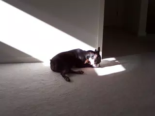 Oreo Enjoying Sunlight in Geneseo