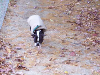 Oreo on Trail at Letchworth State Park