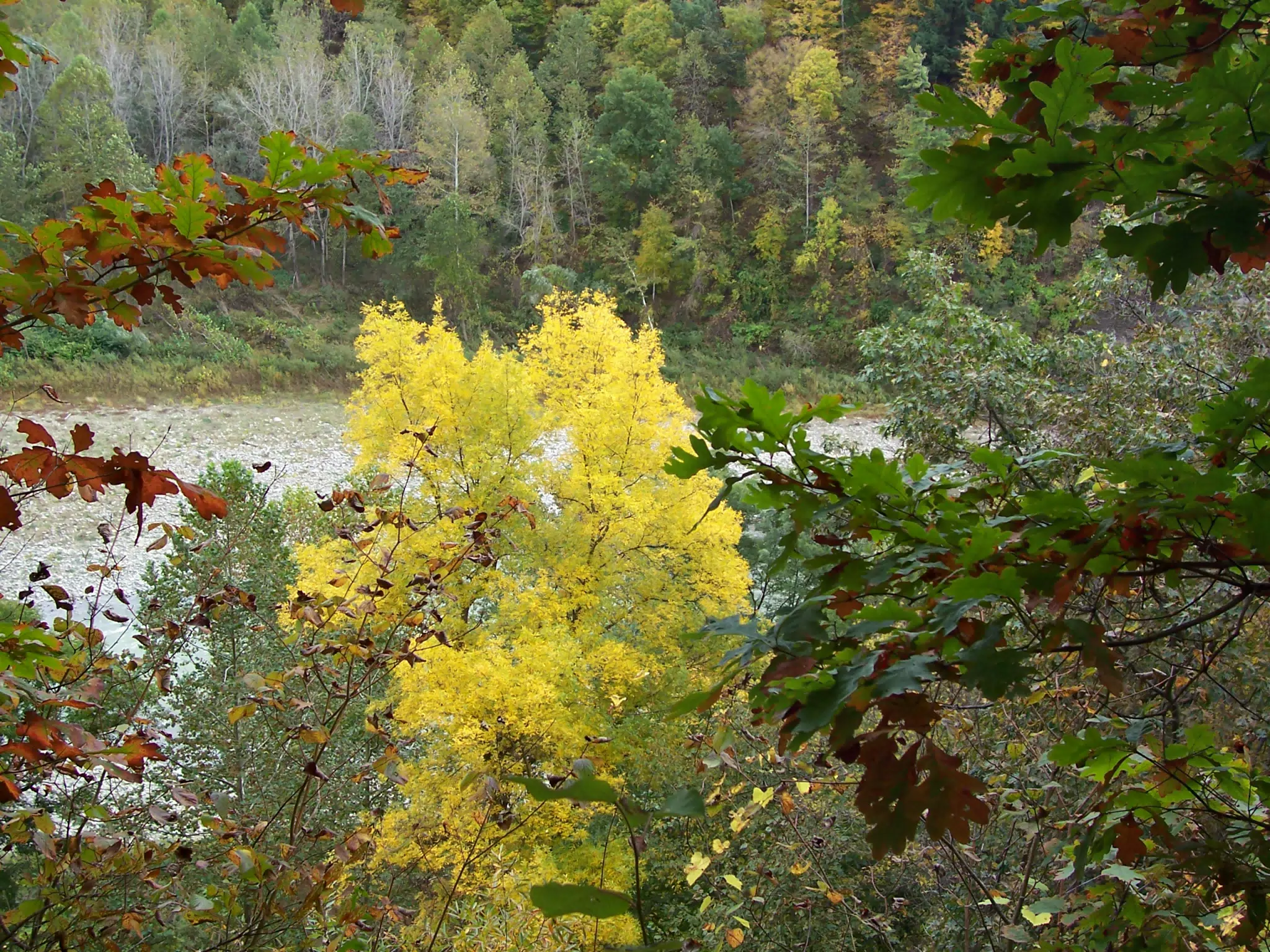 Foliage at Letchworth State Park