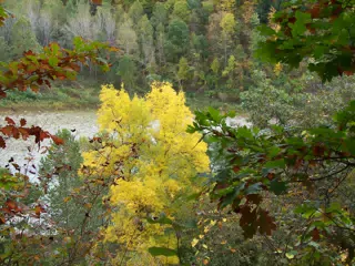 Foliage at Letchworth State Park