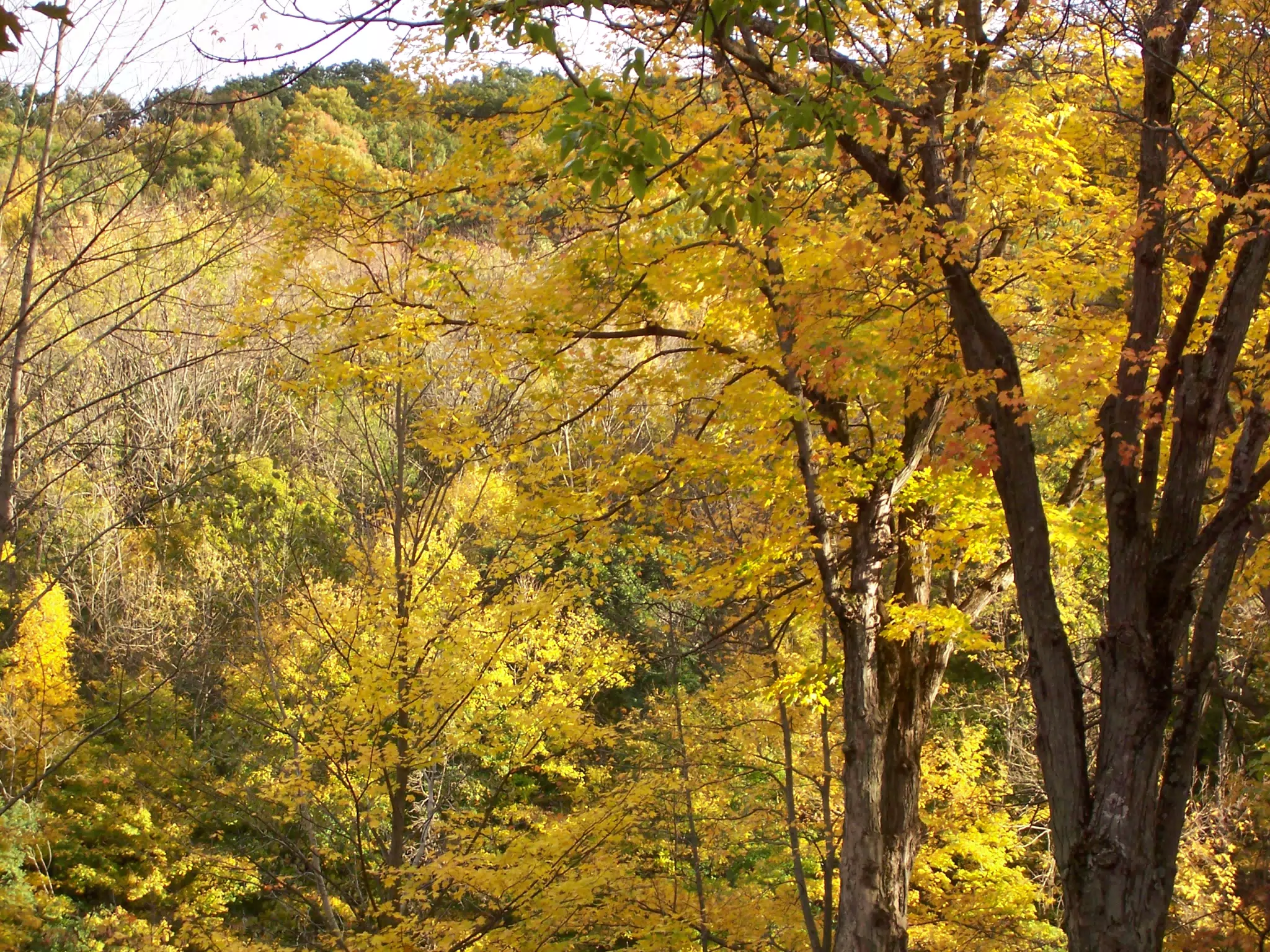 Autumn Leaves in Letchworth State Park, New York