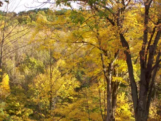 Autumn Leaves in Letchworth State Park, New York