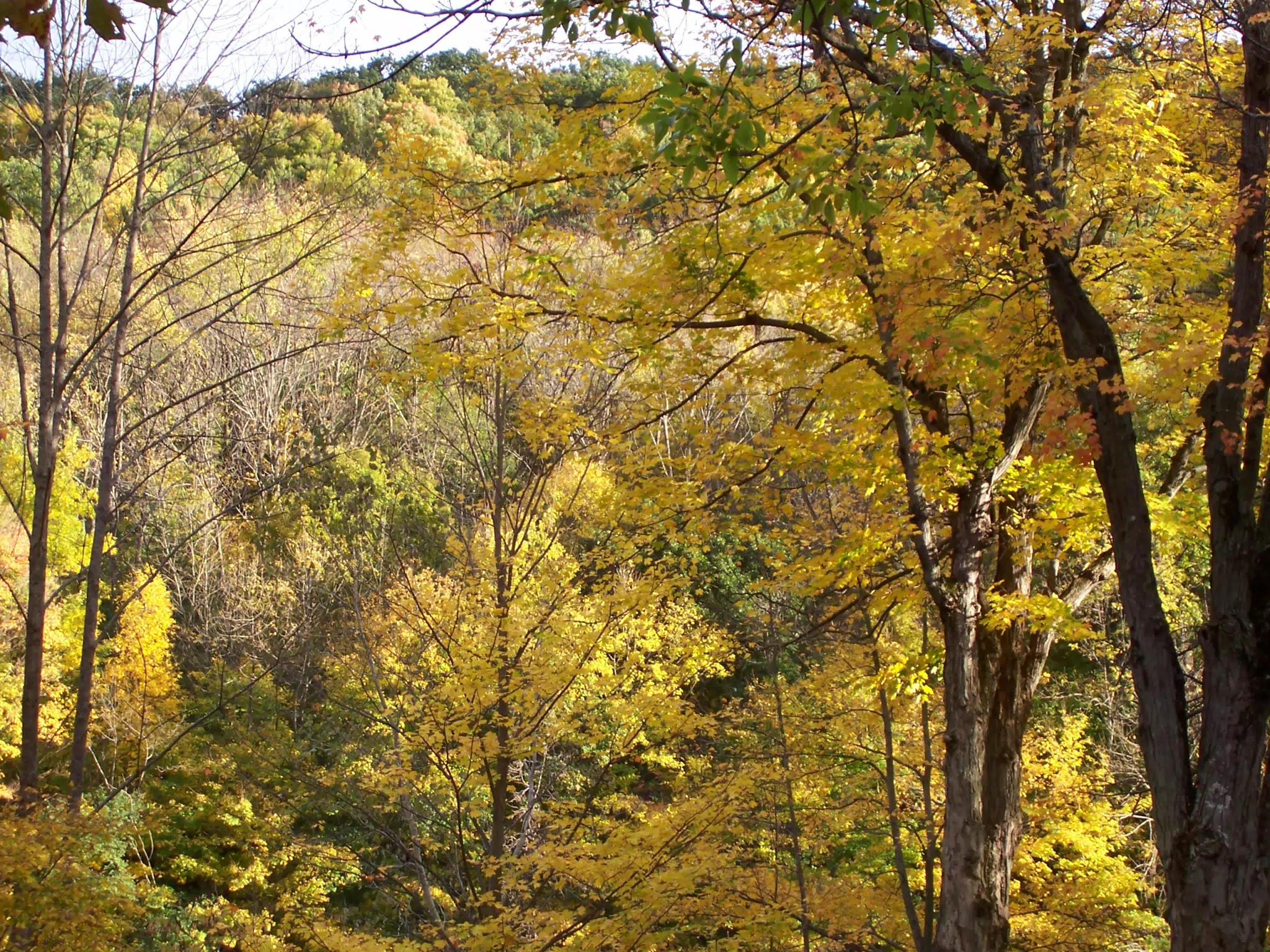 Autumn Leaves in Letchworth State Park, New York