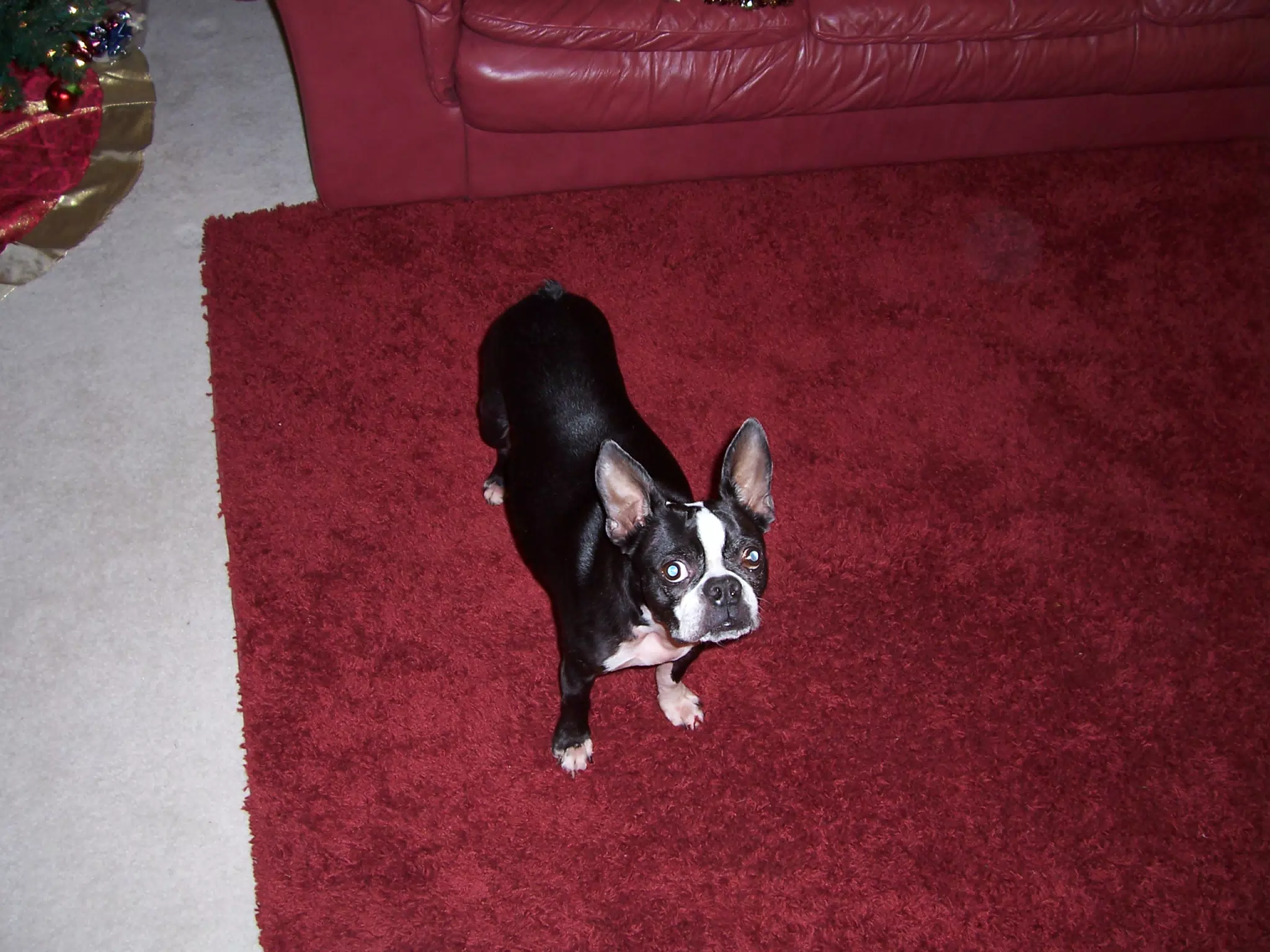 Oreo on Red Carpet, Full Size