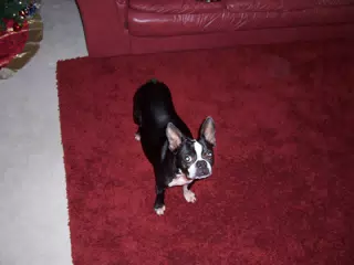 Oreo on Red Carpet, Full Size