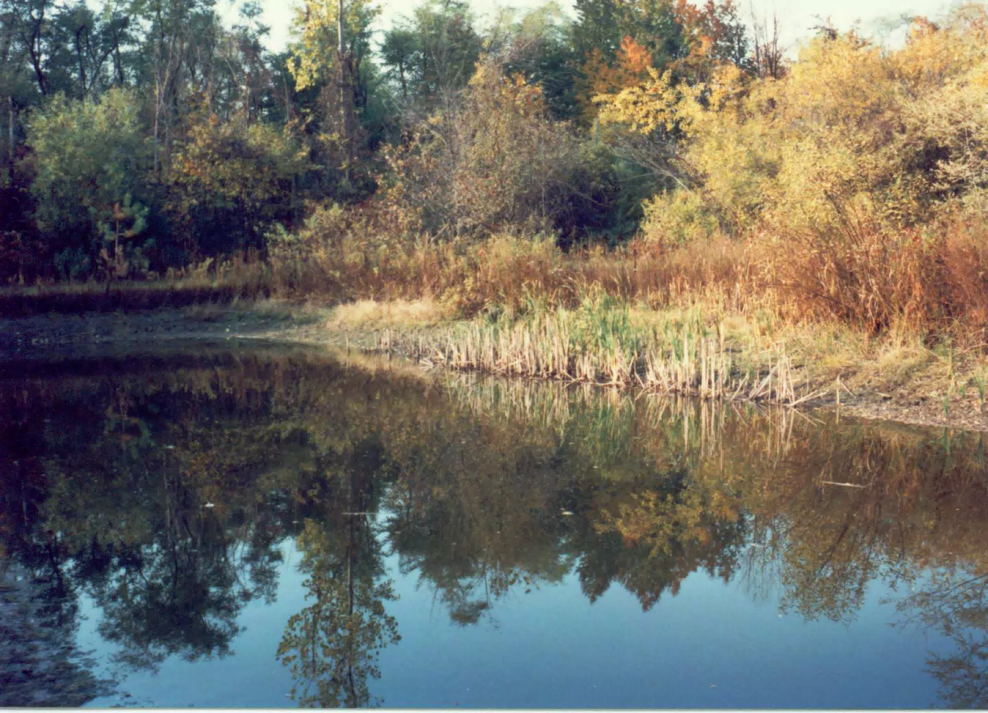 Small Pond on My Parents Farm