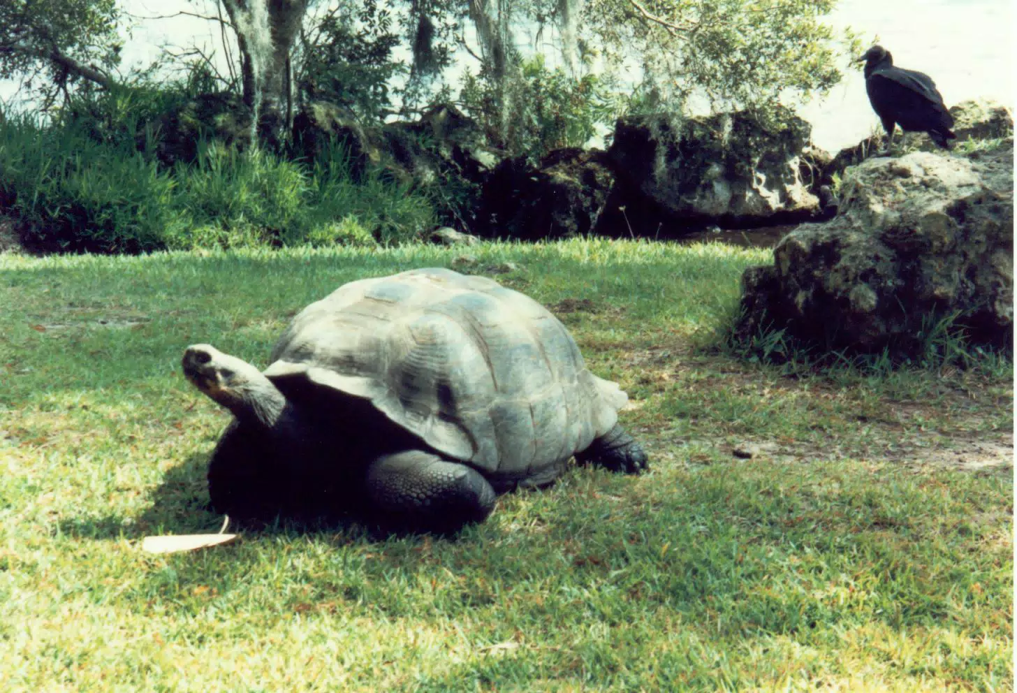 Galapagos Tortoise on Discovery Island, Walt Disney World
