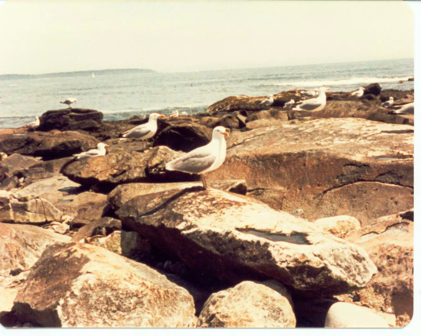 Seagulls on Mount Desert Island, Maine