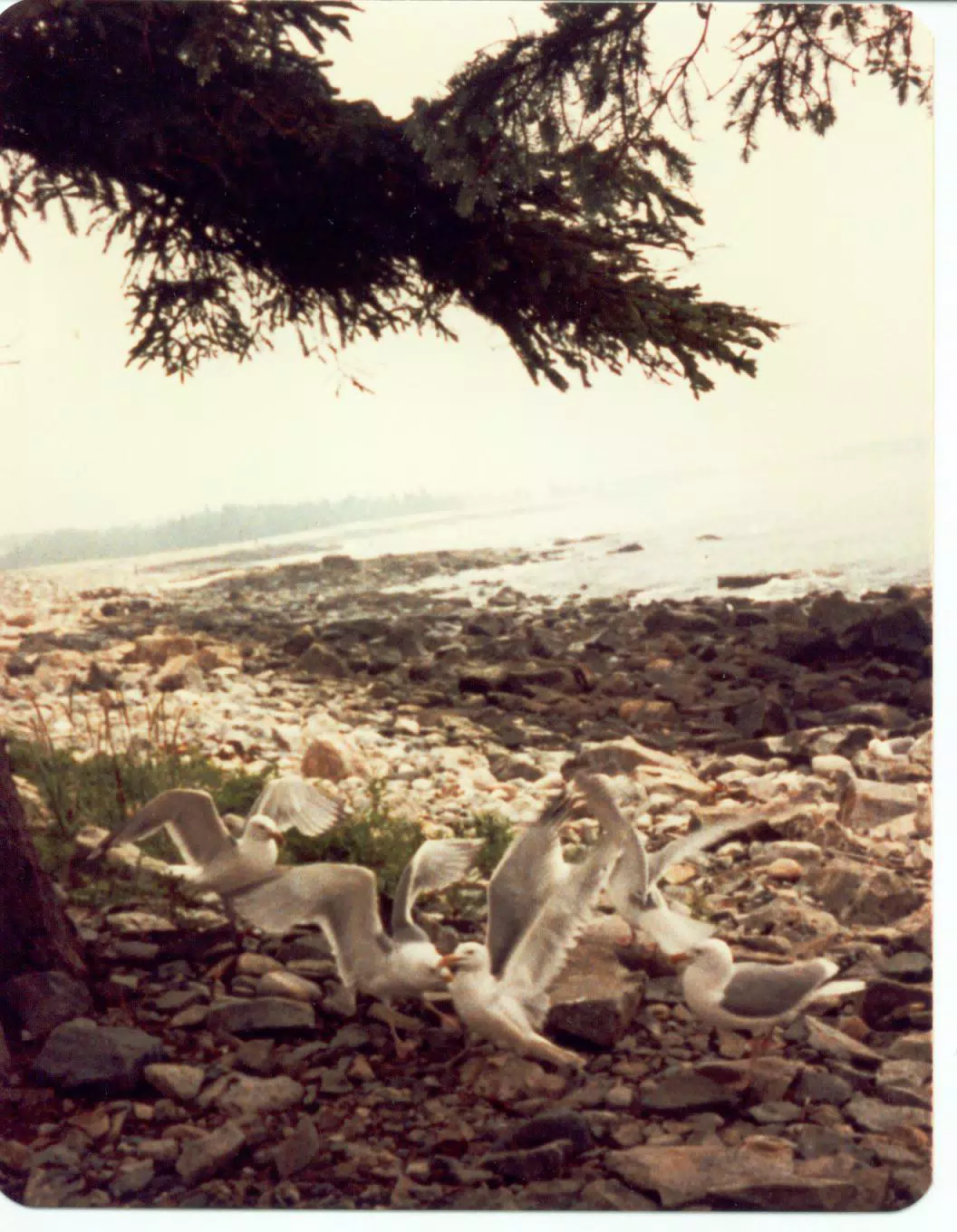 Seagulls on Mount Desert Island, Maine