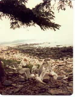 Seagulls on Mount Desert Island, Maine