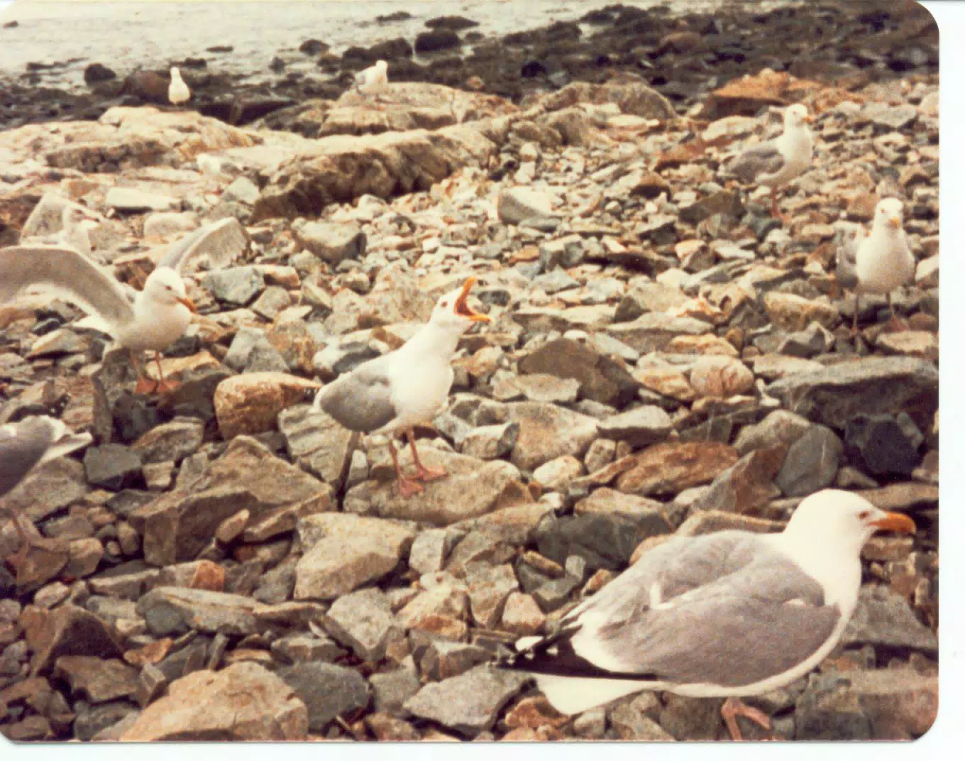 Seagulls on Mount Desert Island, Maine