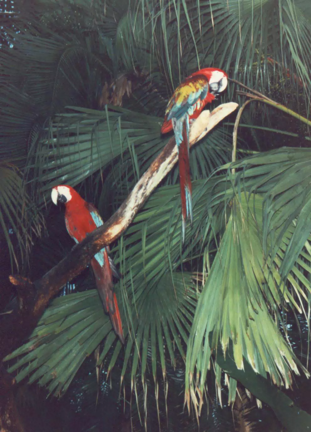 Maccaws on Discovery Island, Walt Disney World