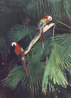 Maccaws on Discovery Island, Walt Disney World