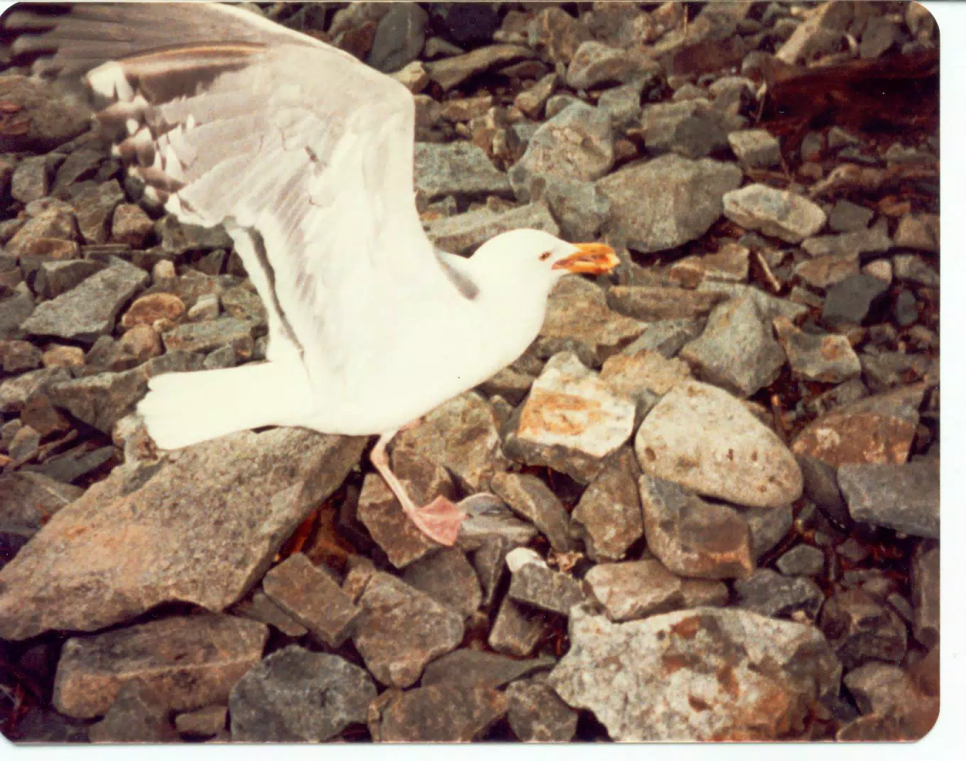 Seagulls on Mount Desert Island, Maine