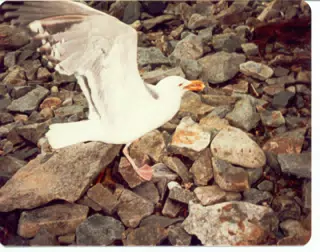 Seagulls on Mount Desert Island, Maine