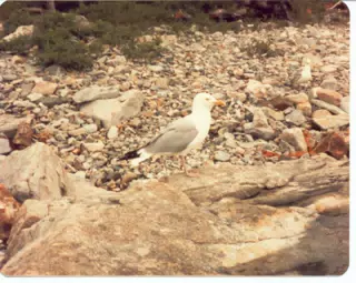 Seagulls on Mount Desert Island, Maine