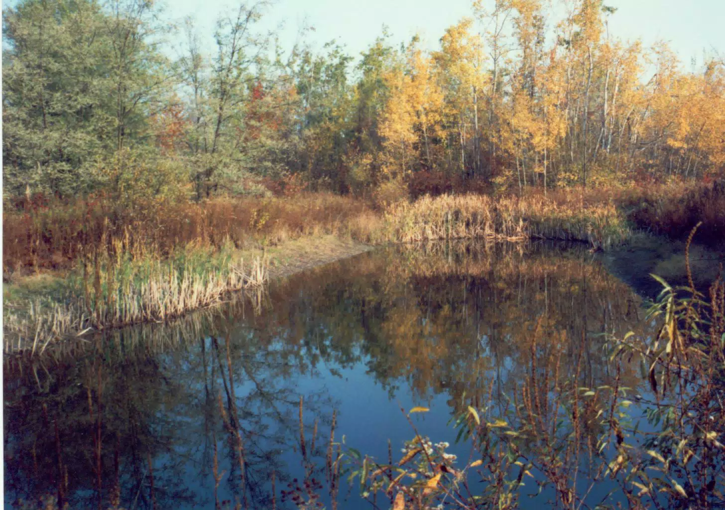 Small Pond on My Parents Farm