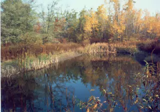 Small Pond on My Parents Farm