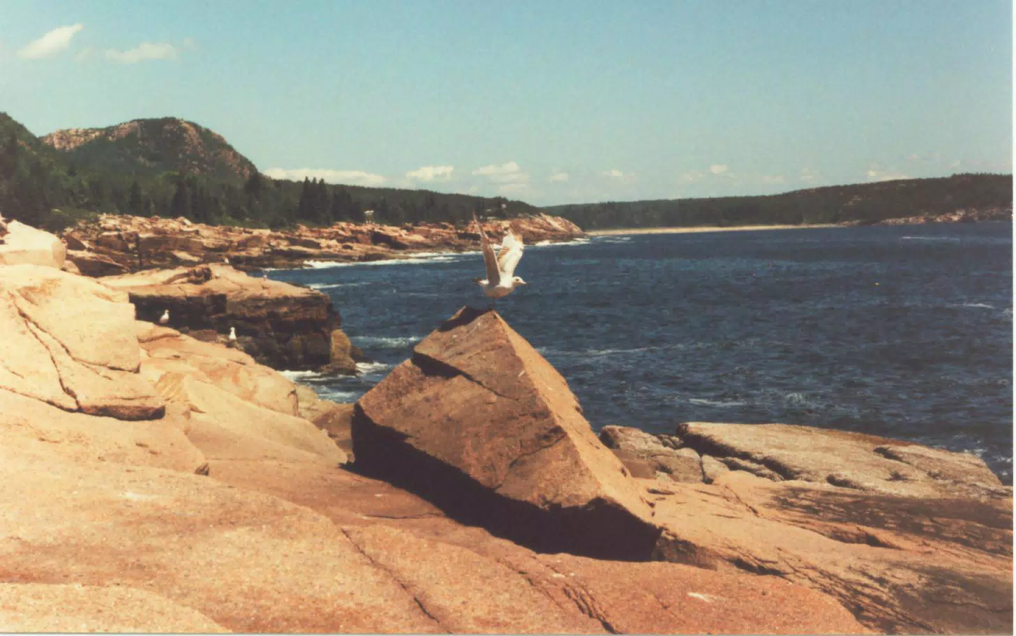Seagulls on Mount Desert Island, Maine