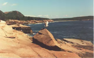 Seagulls on Mount Desert Island, Maine