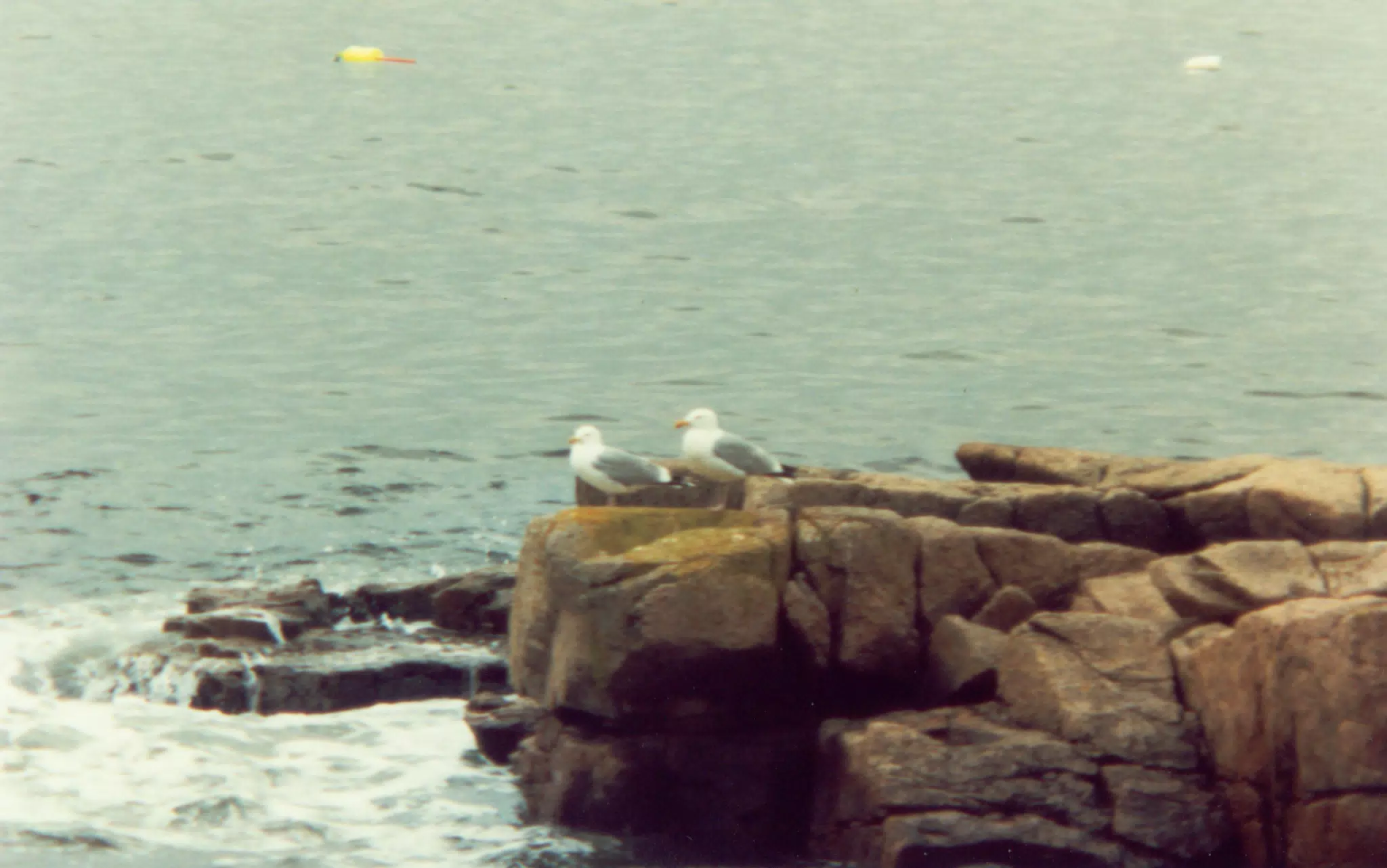 Seagulls on Mount Desert Island, Maine