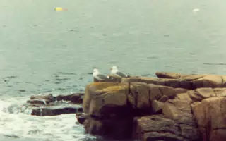 Seagulls on Mount Desert Island, Maine