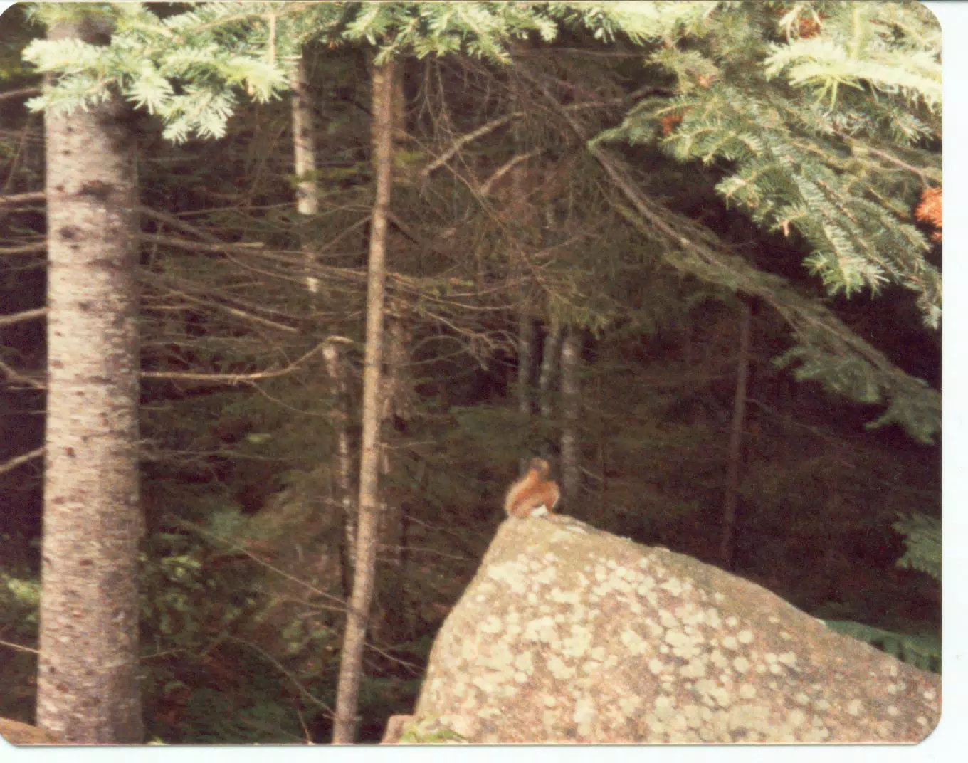 Chipmunk in Acadia National Park, Maine
