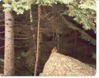 Chipmunk in Acadia National Park, Maine