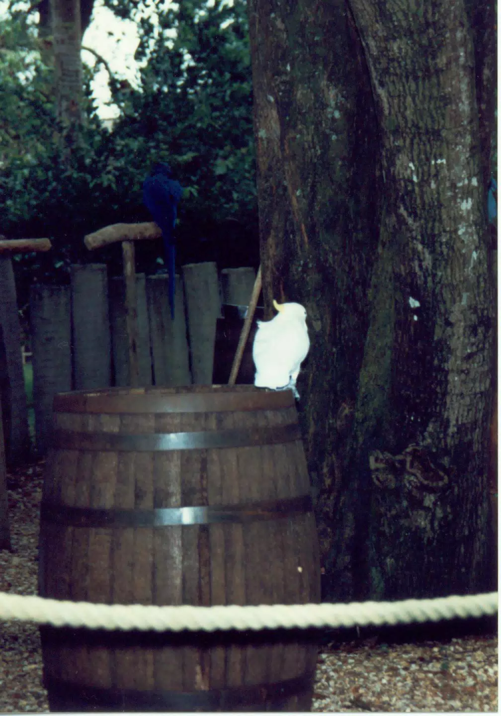 Bird Show at Discovery Island in Walt Disney World