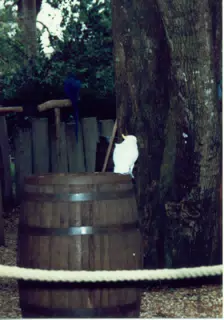 Bird Show at Discovery Island in Walt Disney World